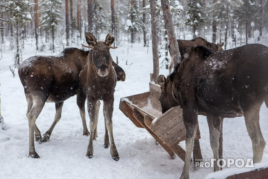 В Кировской области браконьер заплатил более 400 тысяч за убитого лося и лишился оружия