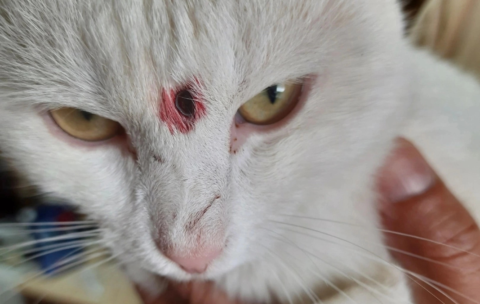 В Кировской области неизвестный выстрелил в домашнюю кошку из пневматики