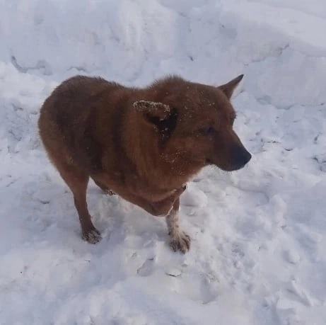 В Кировской области хозяева выкинули на улицу собаку-инвалида