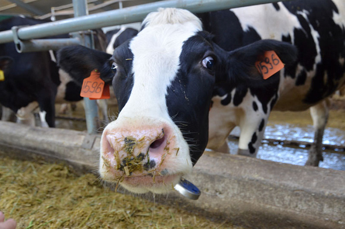 Кировские сельхозпредприятия получили 745 миллионов на поддержку производства молока