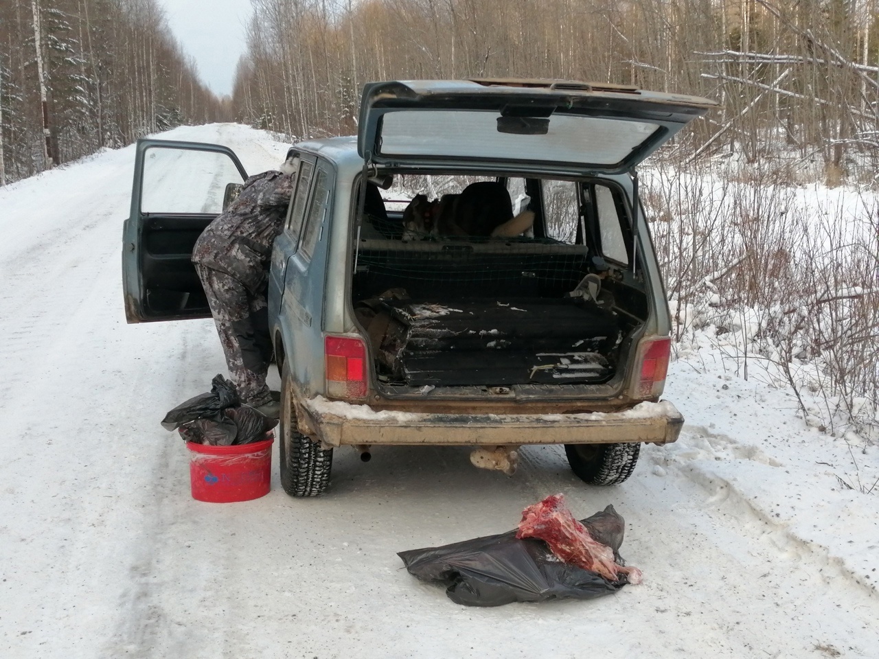 В Кировской области браконьеры убили лося и стали фигурантами уголовного дела