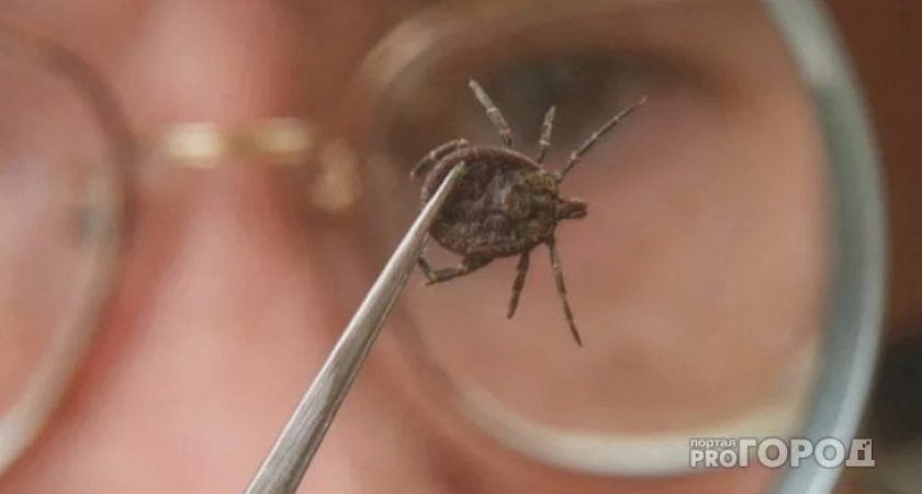 162 жителя Кировской области пострадали от укусов клещей 