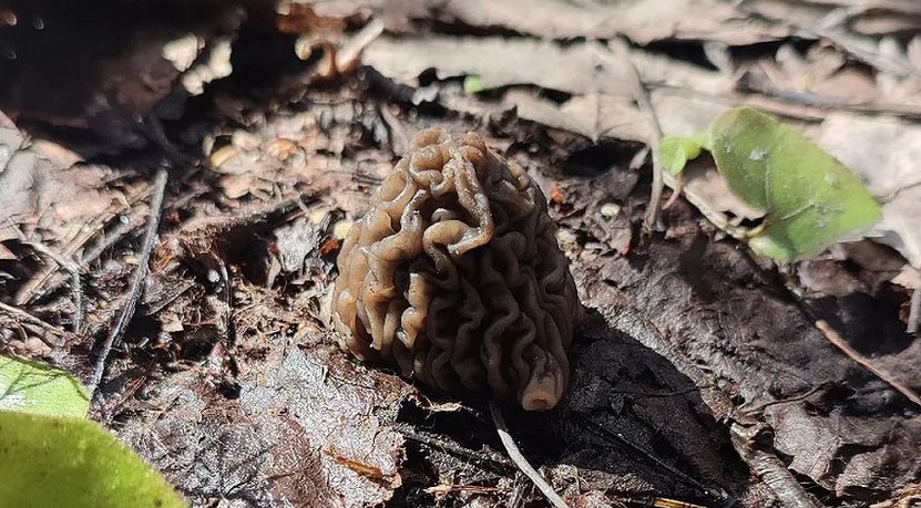 "Пошли сморчки": кировчане делятся фотографиями первых грибов