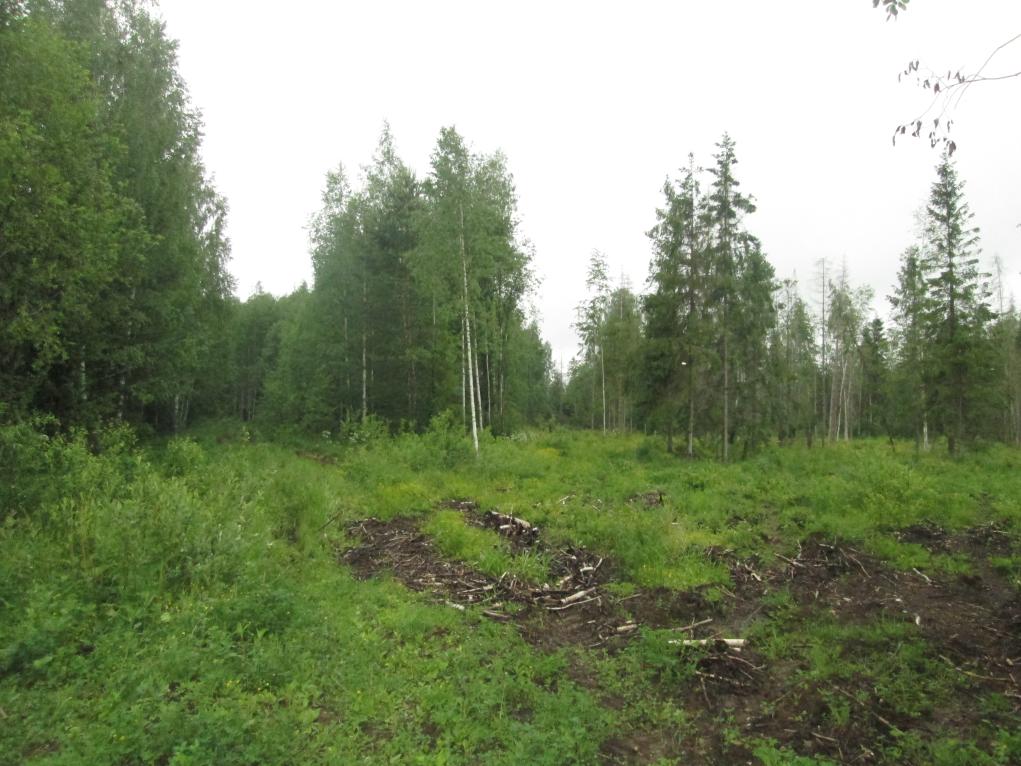 Браконьеры из Кировской области незаконно вырубили лес более чем на 200 тысяч рублей