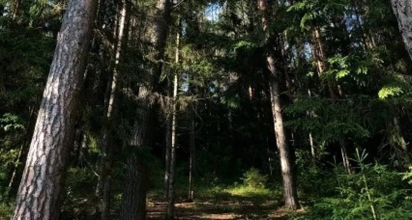 В Кировской области мужчина вырубил лес на 17 миллионов рублей