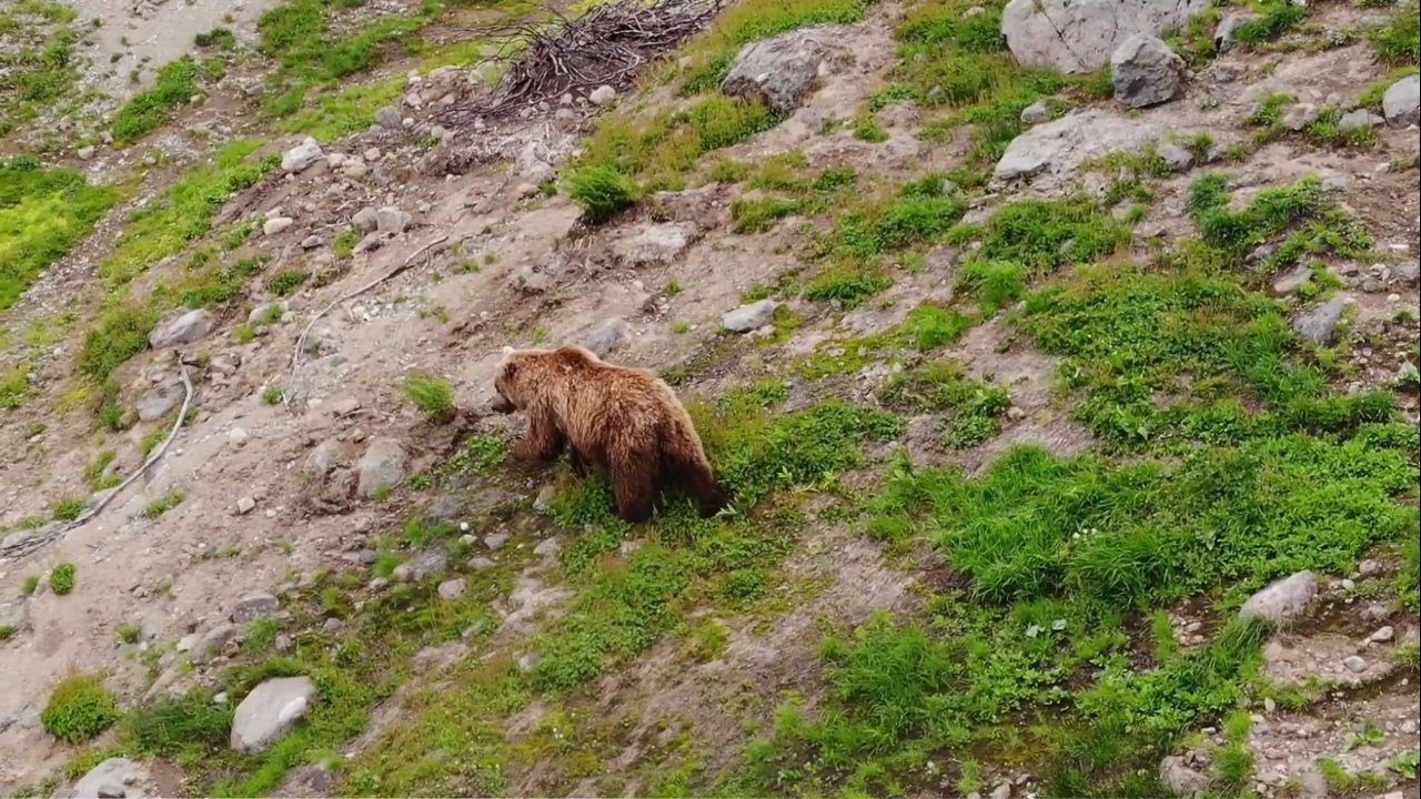 В Кировской области медведь напал на женщину