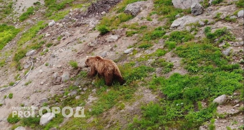 Известно, какие раны получила женщина после нападения медведя в Кировской области