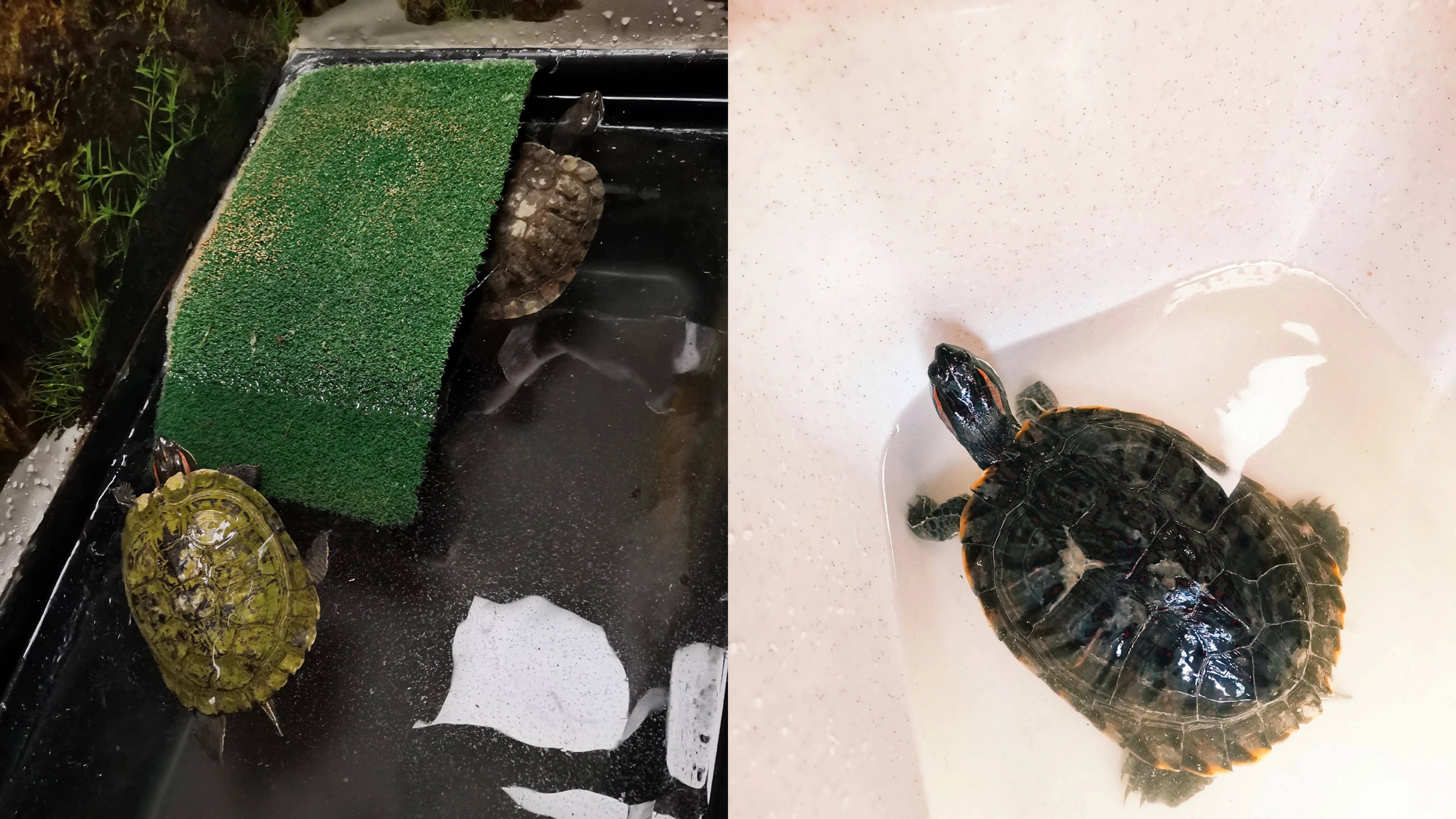 Черепахам, которых забрали из пруда у цирка, ищут новый дом