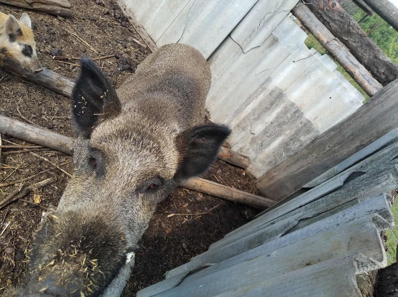  Из-за африканской чумы свиней в Санчурском районе ввели карантин