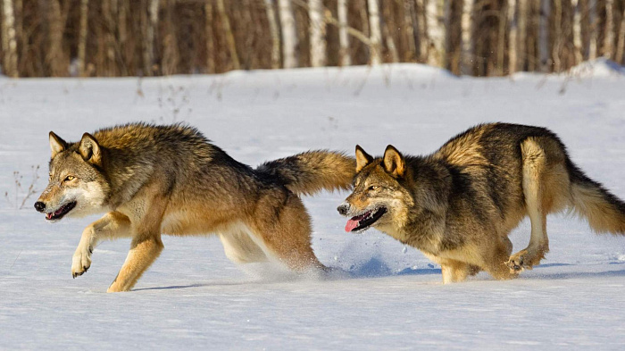 В Кировской области охотникам за убийства волков заплатили 3,2 миллиона рублей