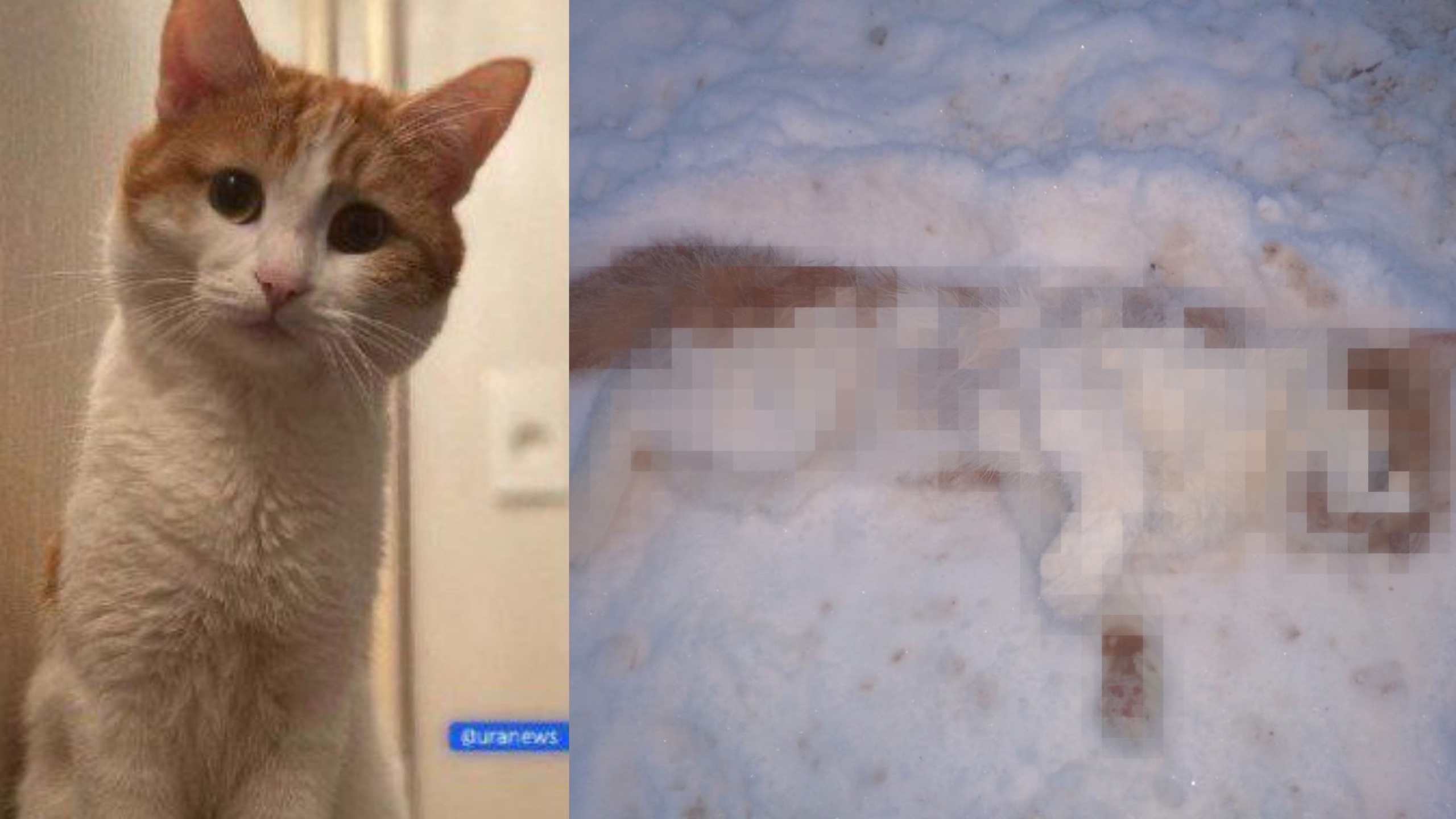 Известно, чем завершились поиски кота Твикса в Кирове