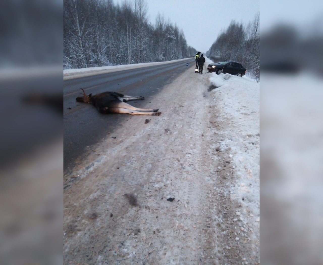 За год в Кировской области для 88 диких животных переход дороги оказался смертельным