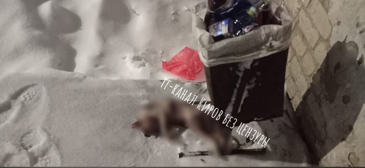 "Выкинули на мороз": кировчане возмутились очередной жестокой выходкой в отношении животного