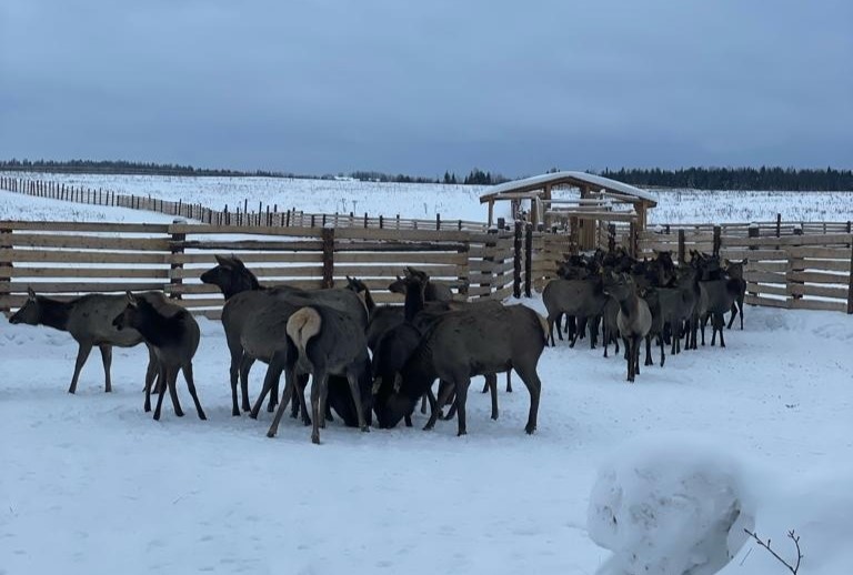 В Кировской области планируют открыть туристическую базу вблизи экофермы с благородными оленями