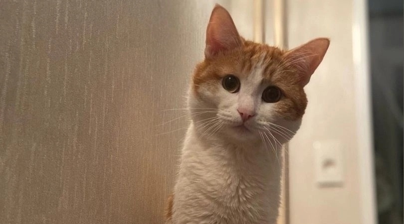 После гибели кота Твикса в России запретят высаживать животных из электричек