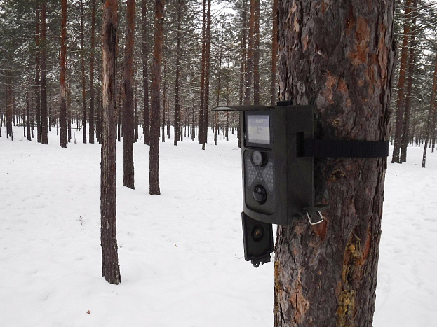 В лесах Кировской области нарушителей поймают ловушки