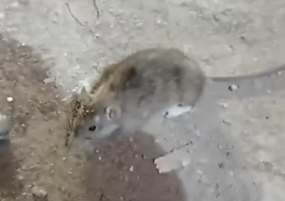 Кировчане боялись заходить в подвал своего дома из-за обитающих там крыс размером с кошку