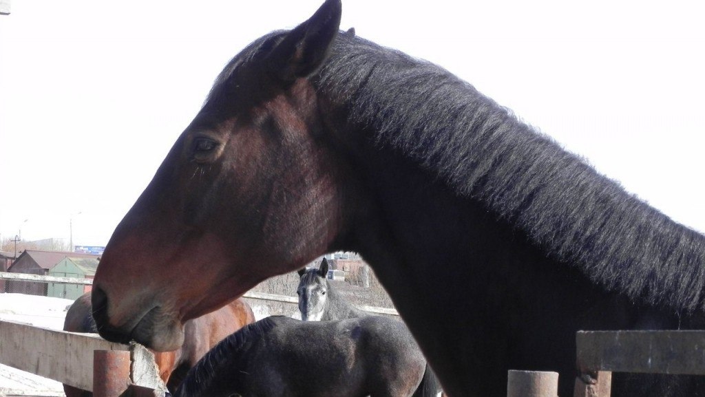 В Кировской области ищут дом для гуляющих по городу лошадей