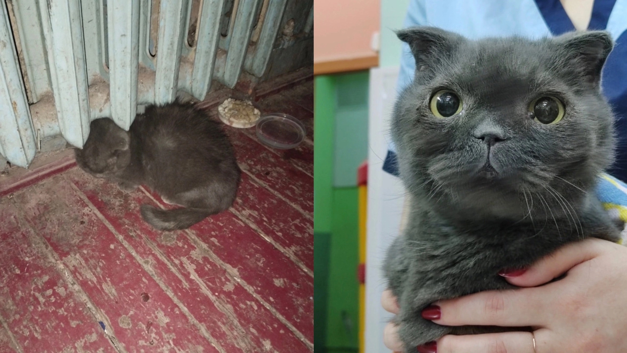 Не ел пятеро суток: в Оричевском районе нашли кота, заваленного кирпичами