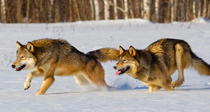 За год в Кировской области убили 262 волка