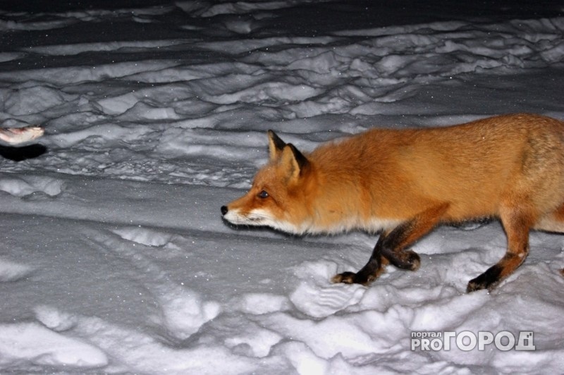 В Кировской области заметили бешеную лисицу
