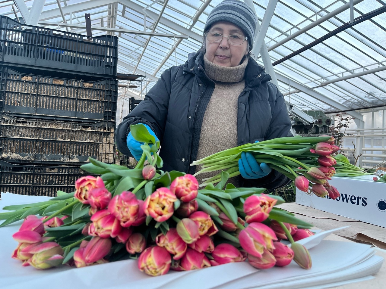 Семейный подряд из Кирова 30 лет выращивает тюльпаны к 8 марта