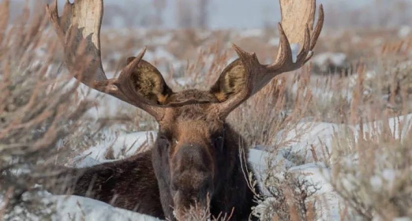 Два охотника из Кировской области заплатили более миллиона рублей за трех лосей