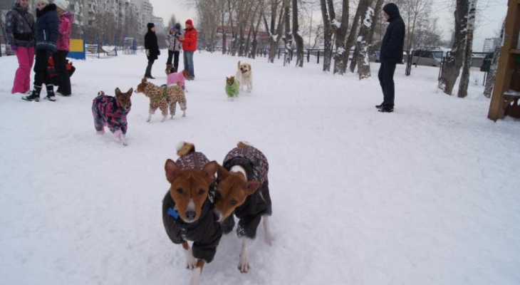 В Кирове оборудуют четыре площадки для выгула собак