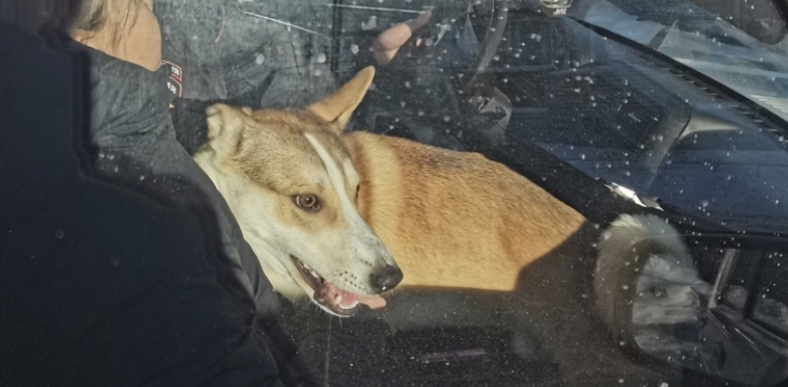 Пса, которого избивал хозяин в Кирово-Чепецке, пристроили в хорошие руки