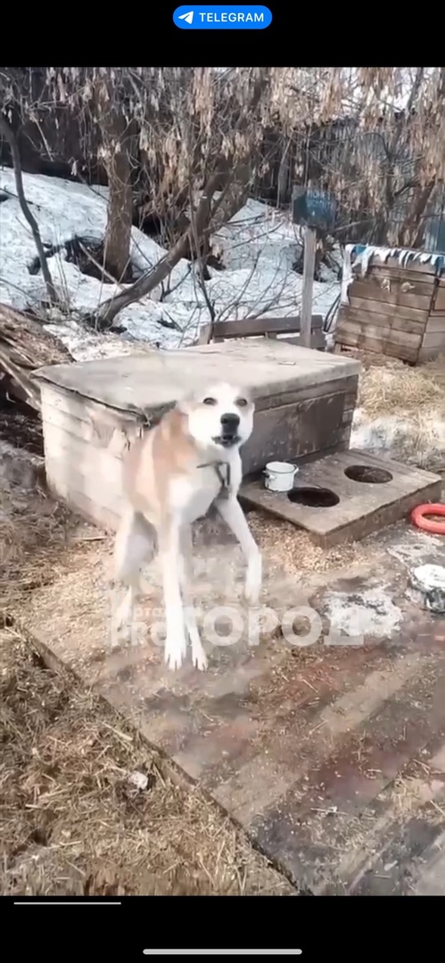 "Хозяев для него нет": пес Байкал, которого спасли от живодера в Кирово-Чепецке, оказался в приюте 