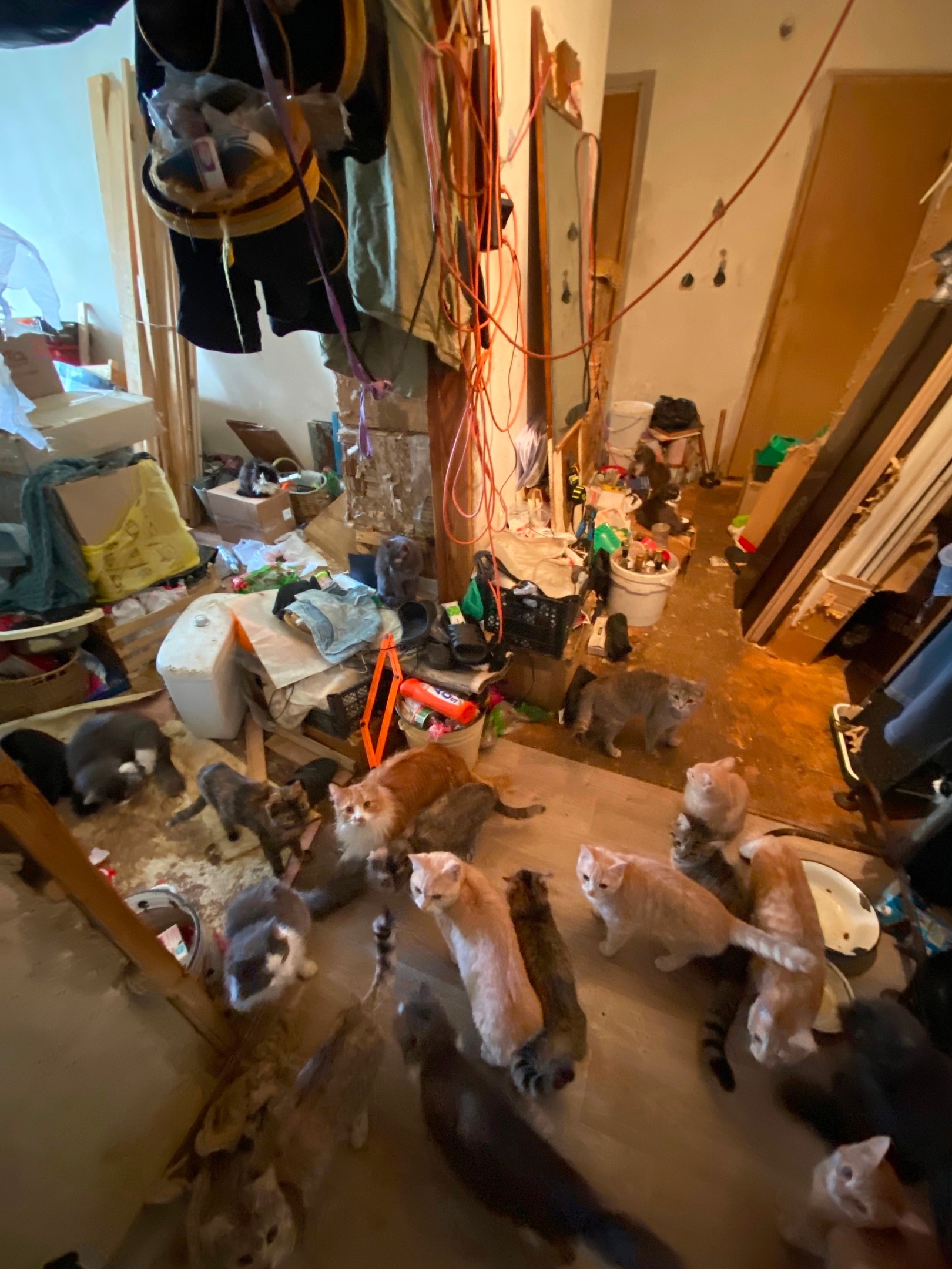 Около 30 кошек кировчанка поселила у себя в квартире: животным ищут новых хозяев