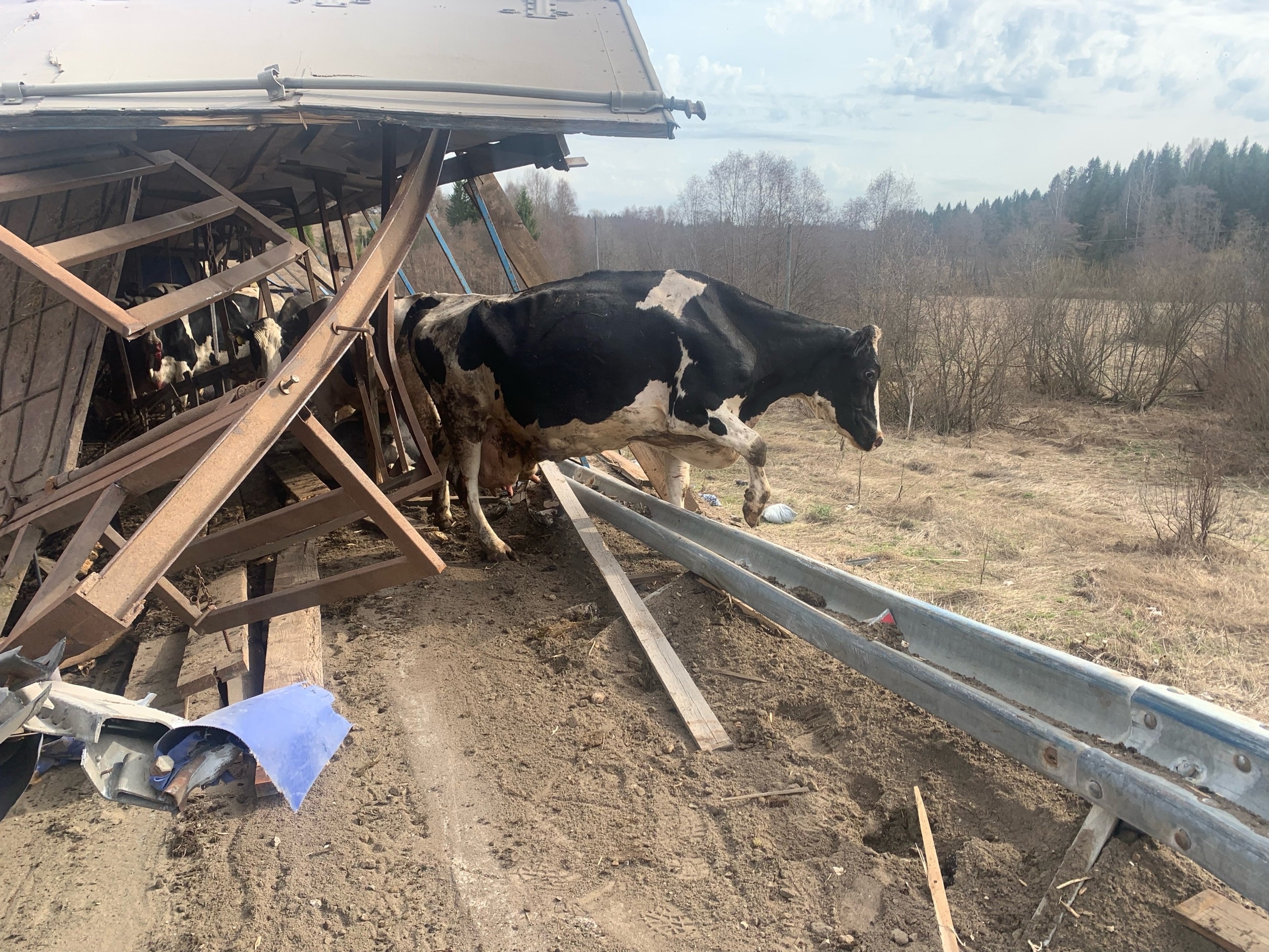 В Сунском районе опрокинулся грузовик с коровами: одна буренка погибла
