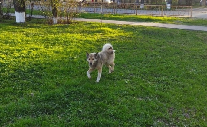 Жителям Кировской области предложили бесплатно чипировать собак
