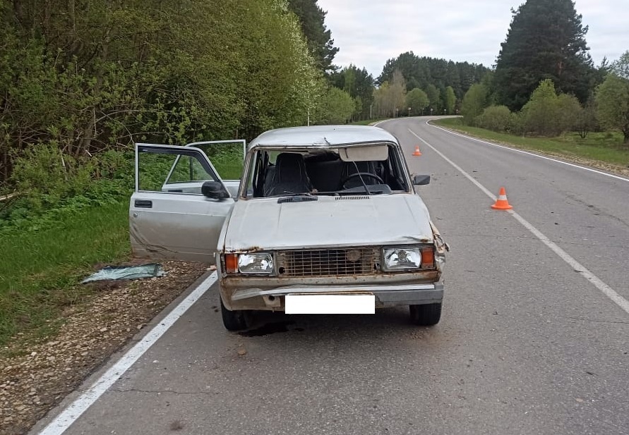 В Кировской области пассажирка авто пострадала от встречи с лосем на дороге 