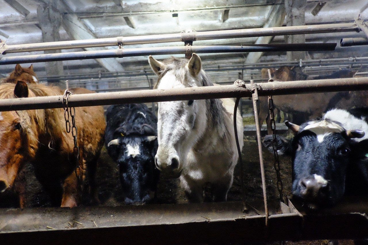На малмыжской ферме, где морили голодом животных, работникам не платили зарплаты
