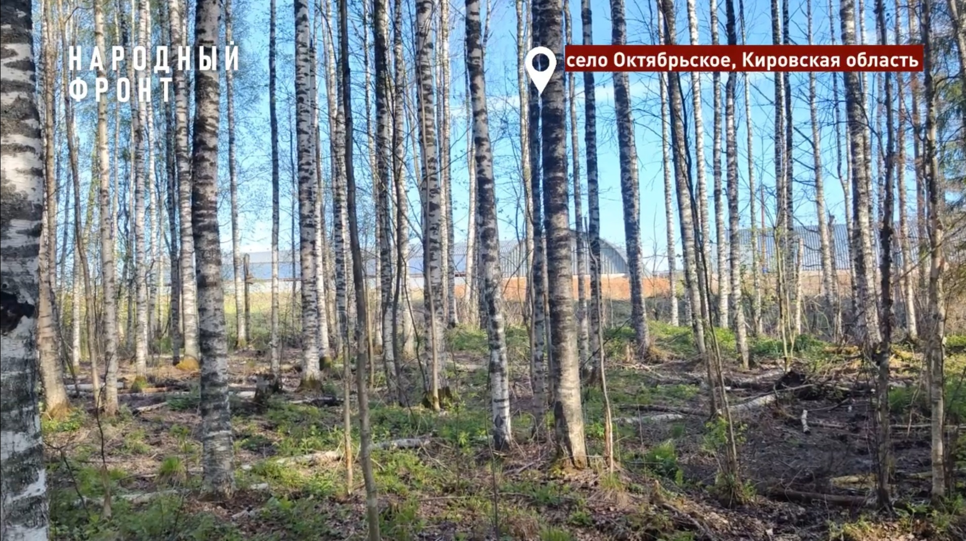 В Кировской области неизвестные загрязнили лес фекальными массами