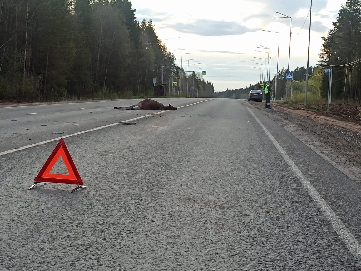 В Кировской области автомобилисты за месяц сбили 15 лосей и одного медведя