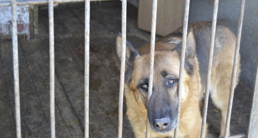 Жители Кировской области могут предложить поправки в законопроект об обращении с животными
