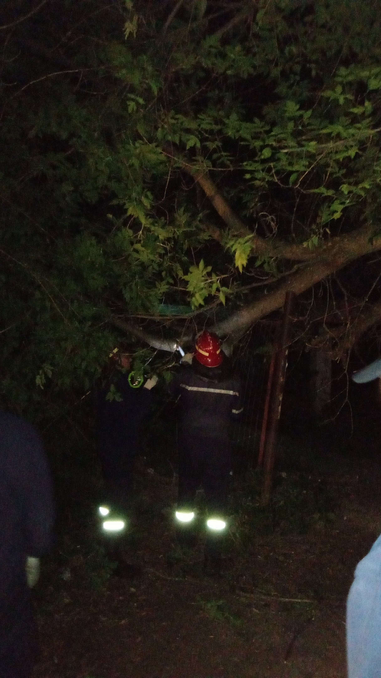 В Кирове идет уборка аварийных деревьев во дворах горожан