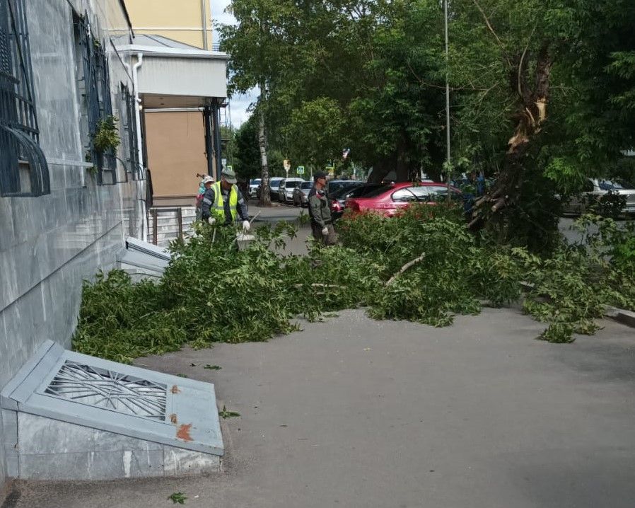 В Кирове усилилась работа по вырубке аварийных деревьев