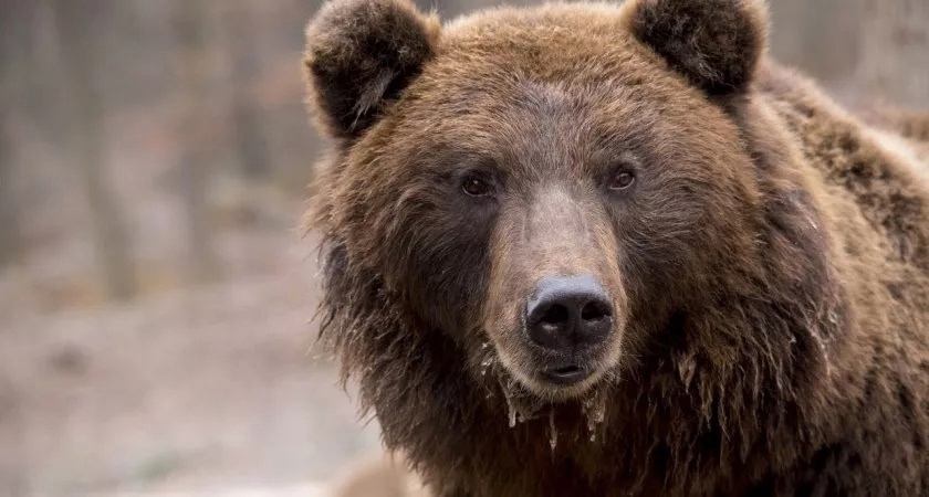 В Советском районе медведь едва не набросился на семейную пару грибников