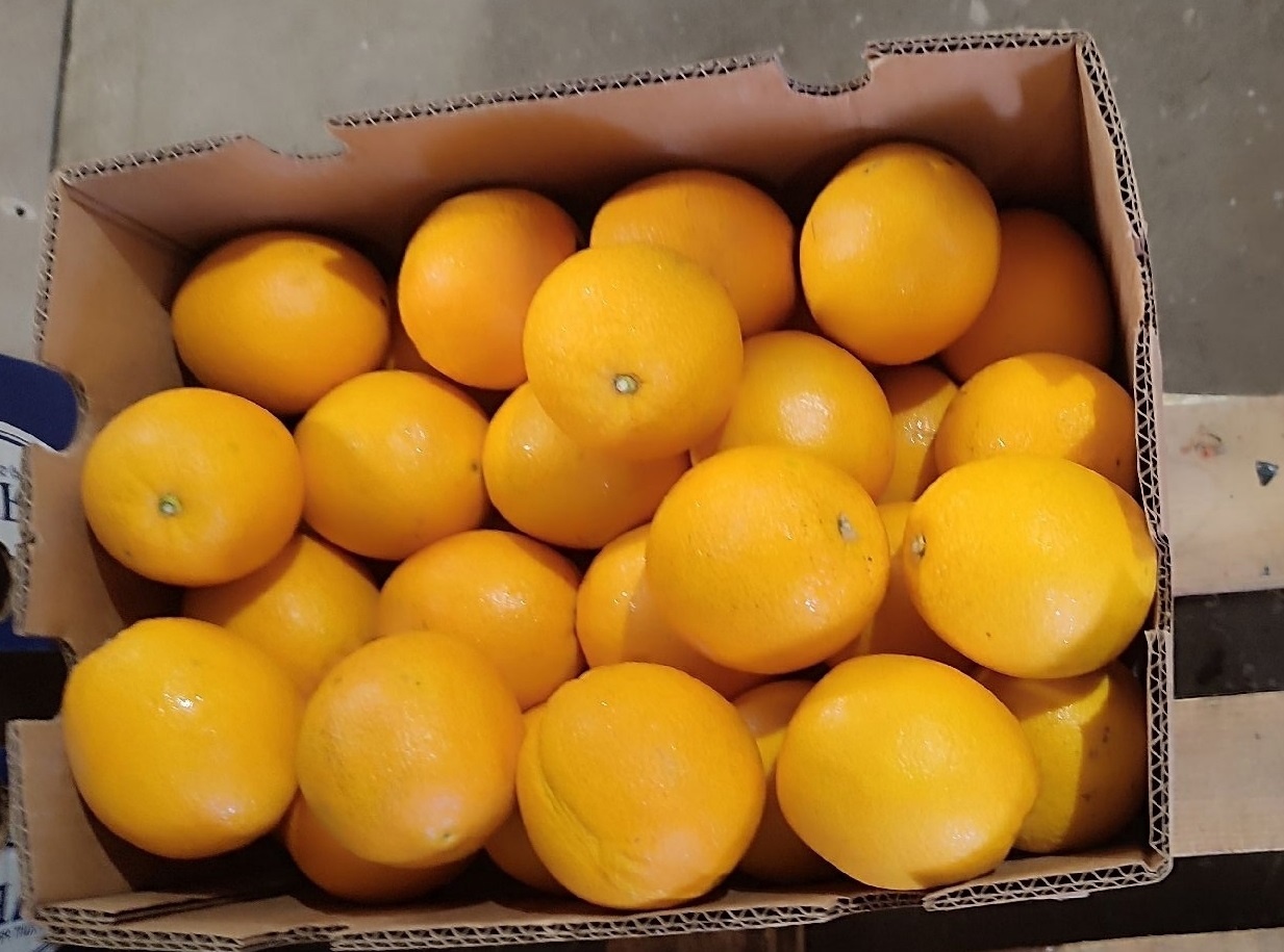 В Киров ввезли более 1,2 тонны зараженных апельсинов из Южной Африки