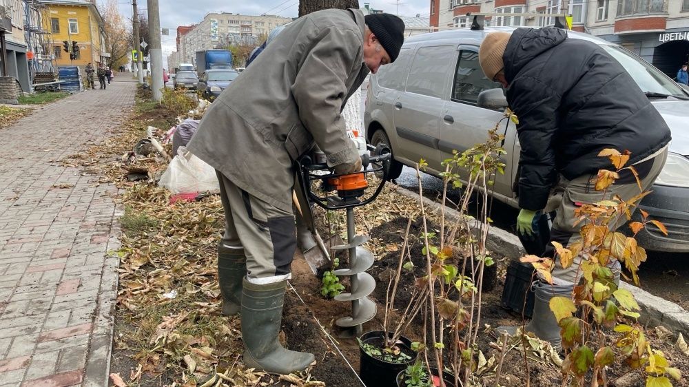 Кировские скверы украсят голубые ели и горные сосны