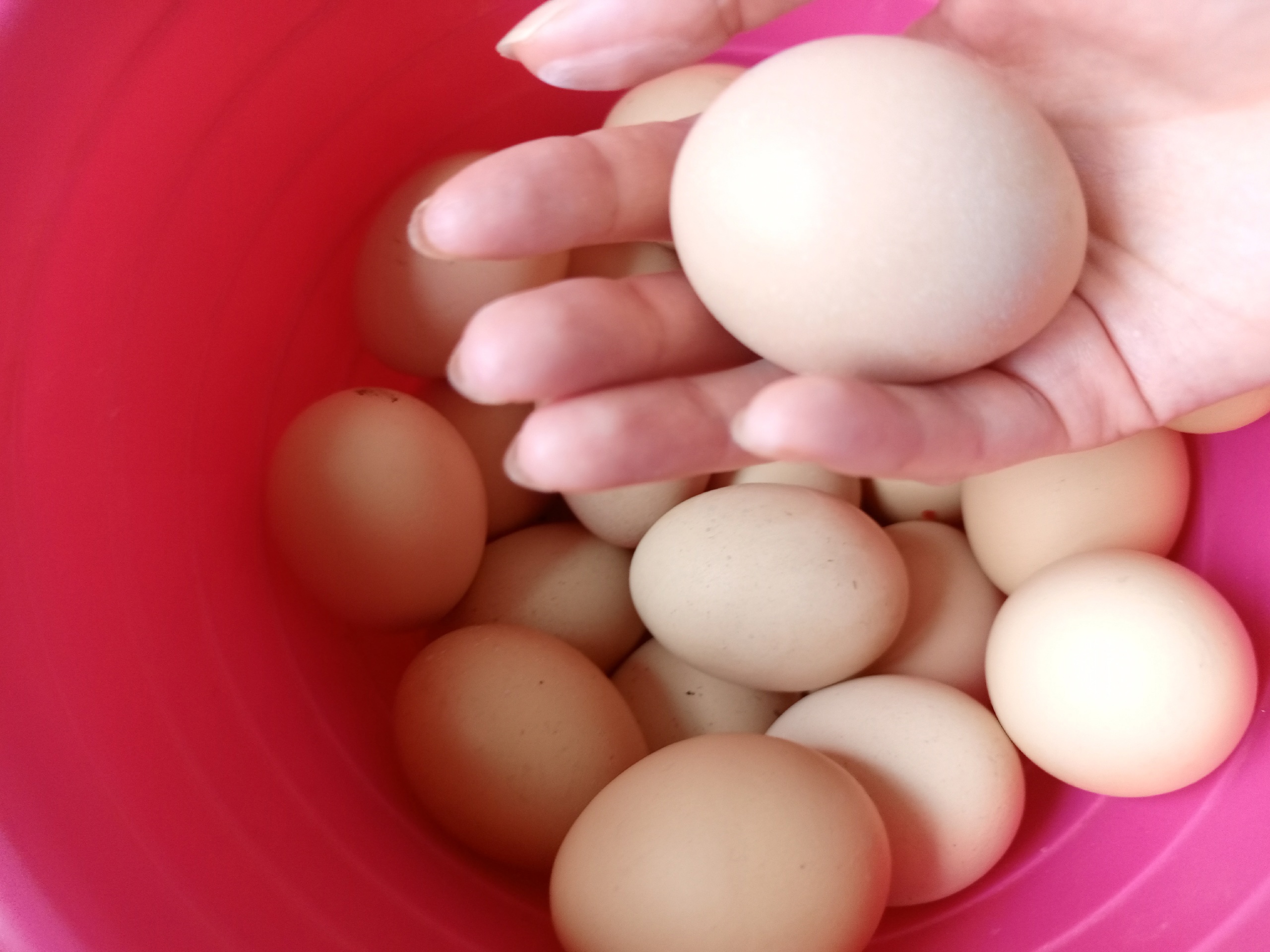 Куриные яйца не покупаю уже год: от этих продуктов советуют отказаться ученые. А мы их едим каждый день и детям даем