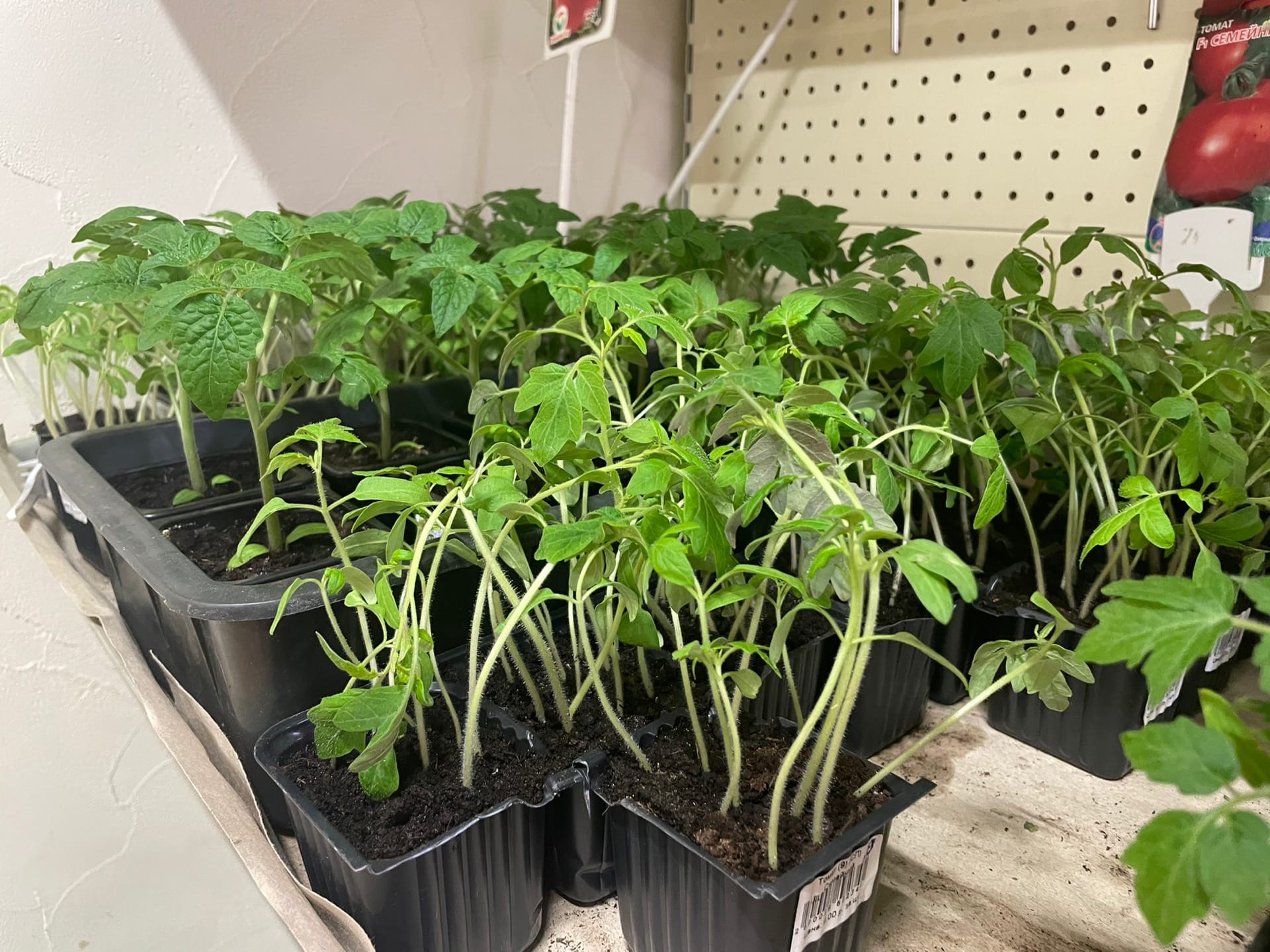 1 капля в воду — и рассада томатов окрепнет на глазах, а корни — как у дуба: жидкий допинг за пару копеек