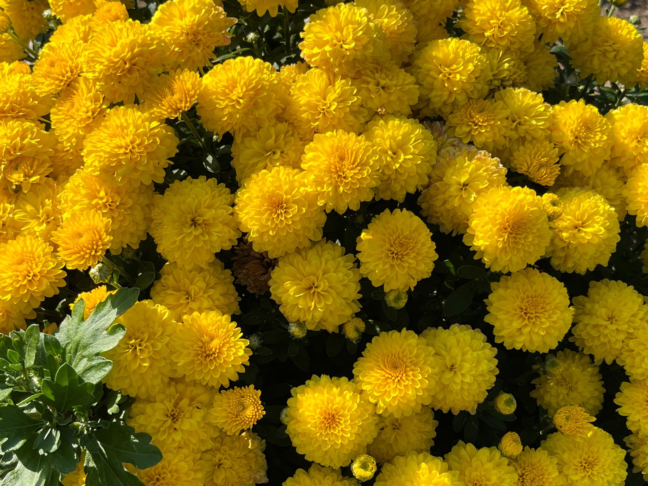 Обязательно посейте эти многолетники в июне - зацветут как по расписанию - будут радовать не один год