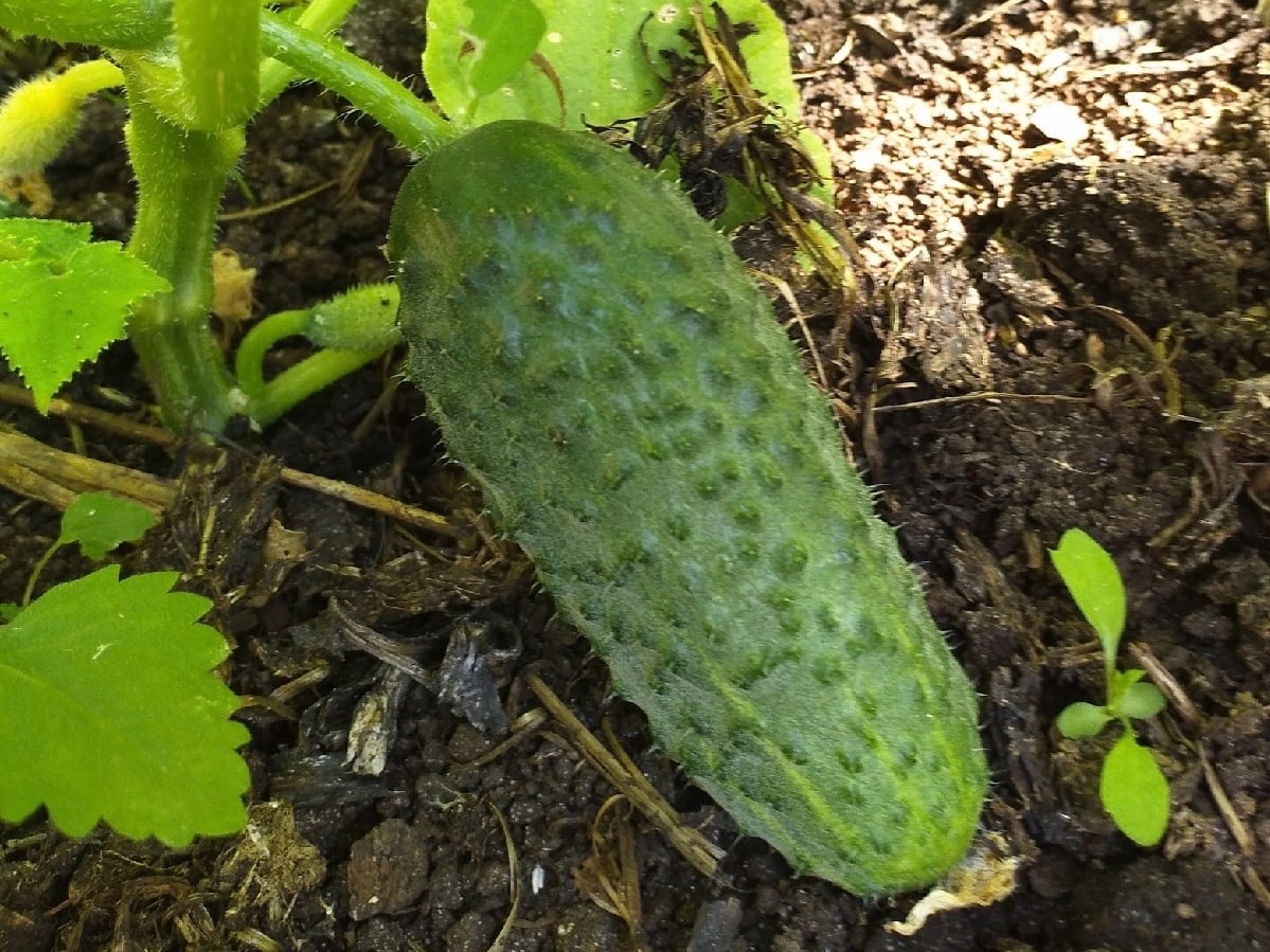 Сажаю огурцы "елочкой" - тетка научила: занимают минимум места - собирать одно удовольствие