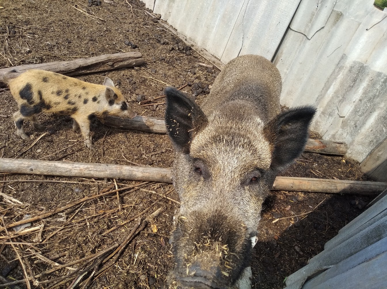 В Кировской области стартовал сезон охоты на кабана