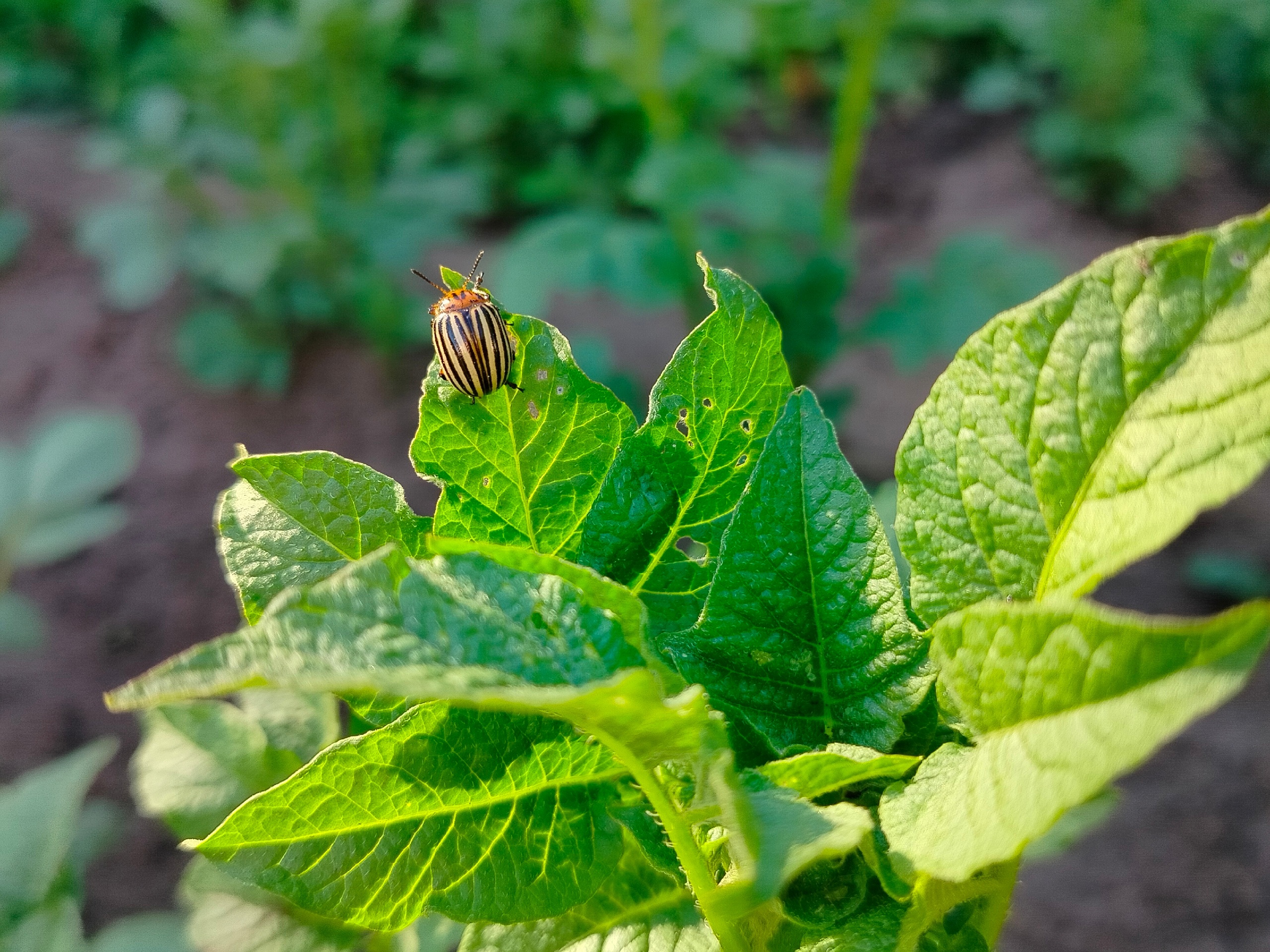 Колорадский жук боится этого как огня: 1 щепотка этого средства на ведро творит чудеса