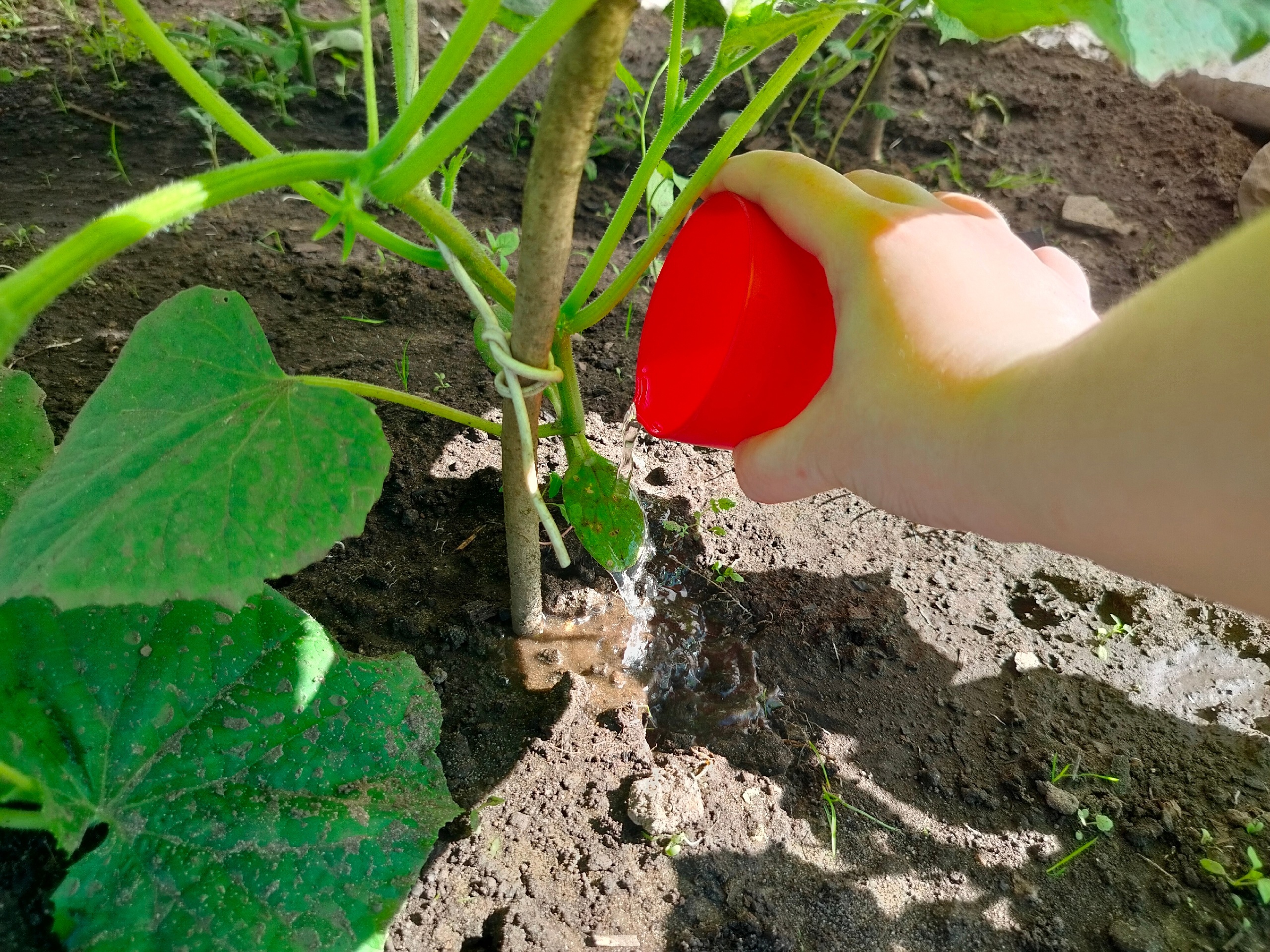 Лью под томаты и урожай ведрами собираю до поздней осени. Сразу 5 лучших подкормок для томатов на любой стадии роста и плодоношения